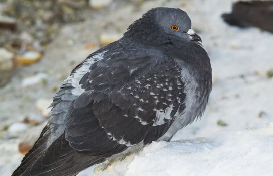 the king of the birds close up pigeon looks high