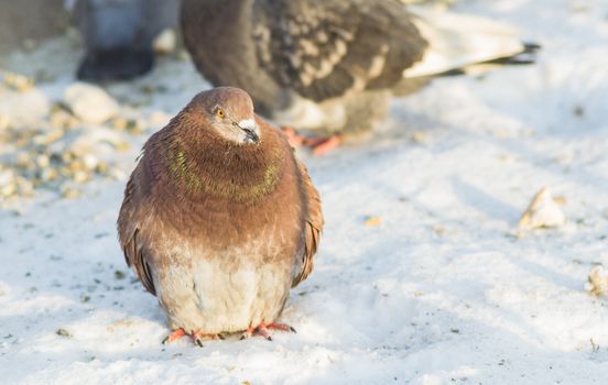brown pigeon closeup of a cheerful bird in the city