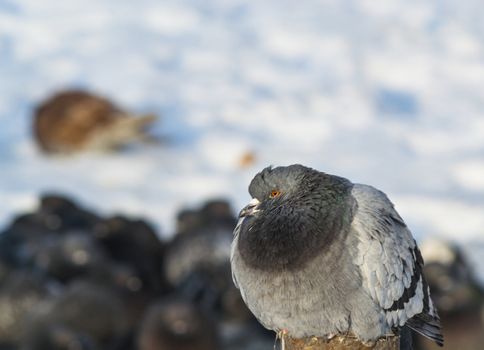 the king of the birds close up pigeon looks high
