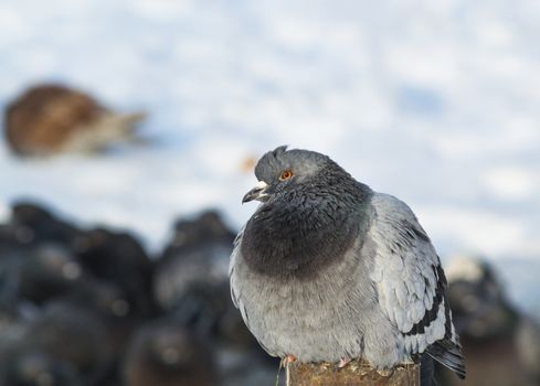 the king of the birds close up pigeon looks high