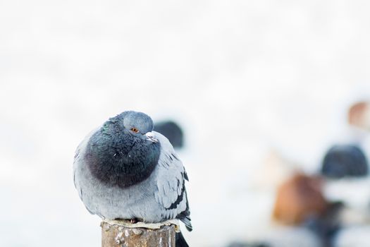 the king of the birds close up pigeon looks high