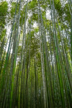 Arashiyama bamboo forest in Sagano, Kyoto, Japan