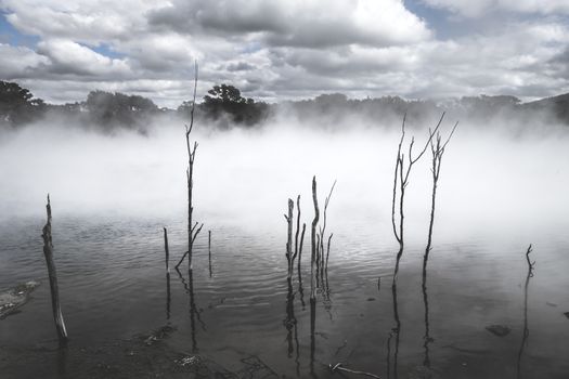 Misty lake and forest in Rotorua volcanic area, New Zealand