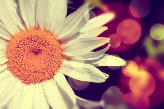 Daisy abstract  background.Light flare and color effect.Flower background