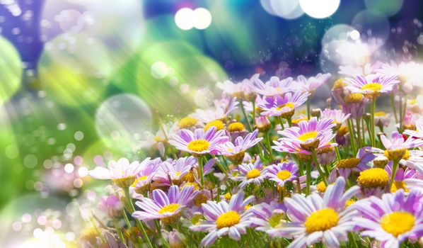 Flowers background.Spring flowers with sunshine 