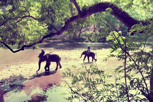  Ride on an elephant in forest at Chiang mai.Thailand.Exotic Asian travel.