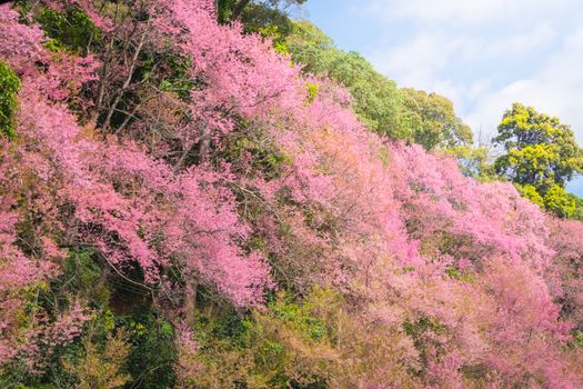 Sakura flowers blooming blossom in Chiang Mai, Thailand, nature background