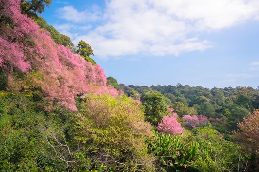 Sakura flowers blooming blossom in Chiang Mai, Thailand, nature background