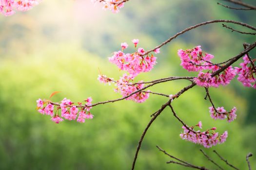 Sakura flowers blooming blossom in Chiang Mai, Thailand, nature background