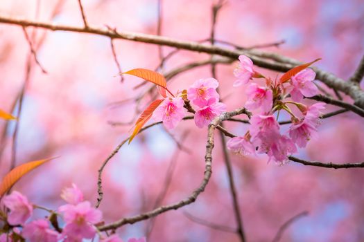 Sakura flowers blooming blossom in Chiang Mai, Thailand, nature background