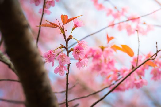 Sakura flowers blooming blossom in Chiang Mai, Thailand, nature background