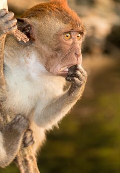 Worried Monkey In Thailand On Branch Looking Distressed