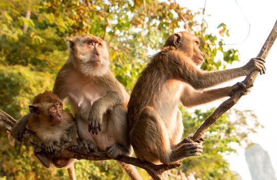 Monkey Family Sitting On A Tree Branch Looking
