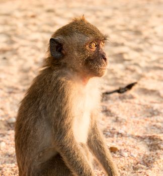 Monkey On Beach In Thailand Looks Out To Sea