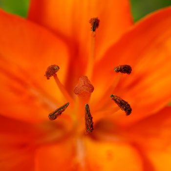 Close up detail of flowering beautiful orange lily