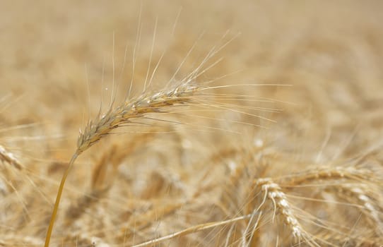 Golden wheat field in summer