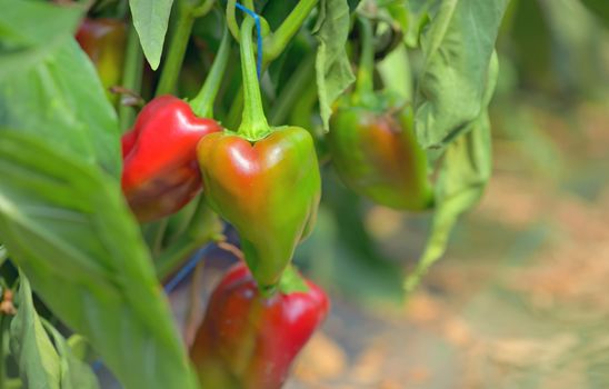 Growing bio peppers in greenhouse