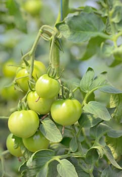 Unripe tomatoes growing in a greenhouse 