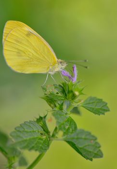 Macro Sulphur Phoebis Agarithe Butterfly