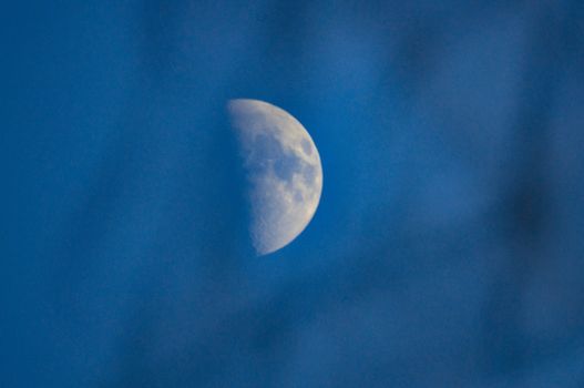 evening moon trees, through the trees the moon on a blue sky background