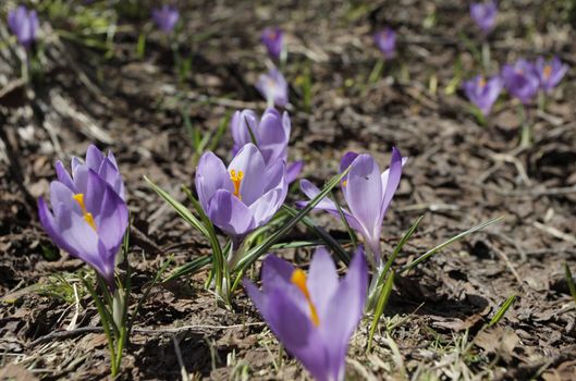 Spring Crocus (Crocus vernus) flowers close up on the ground