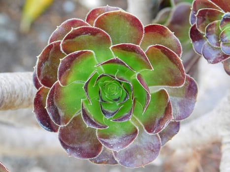 plant