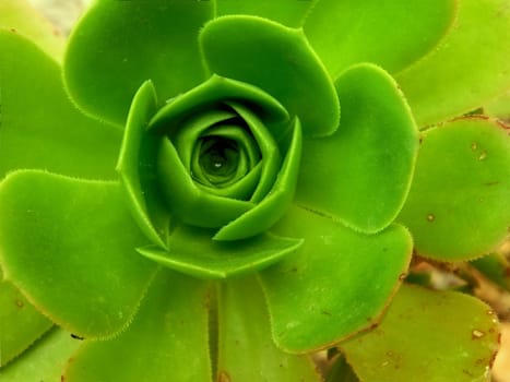 plant