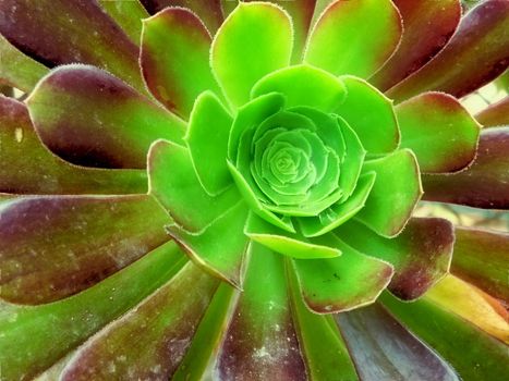plant