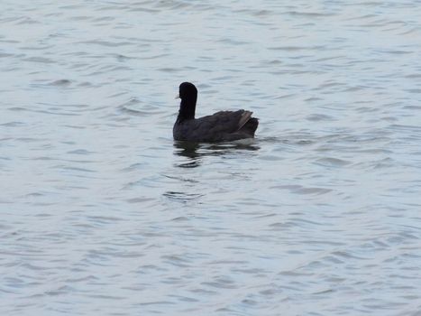 duck on the lake