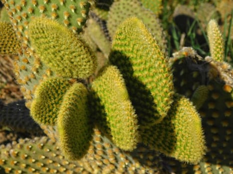 spiny plants