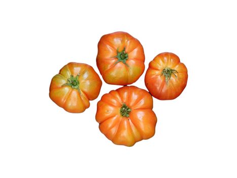 tomatoes