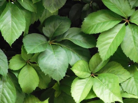 plant