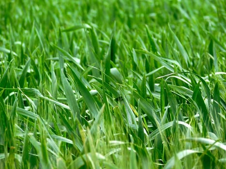 leaves