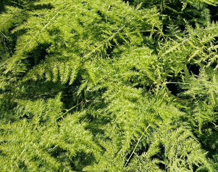 plant