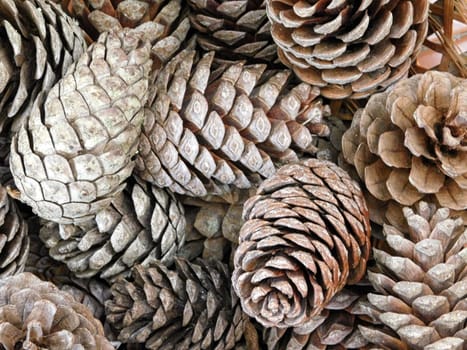 pinecones