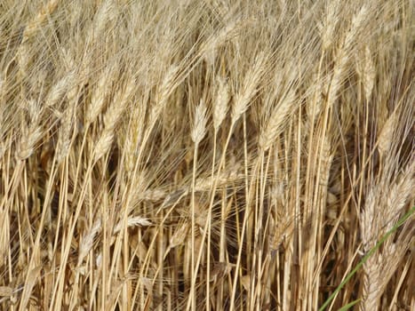 ears of wheat