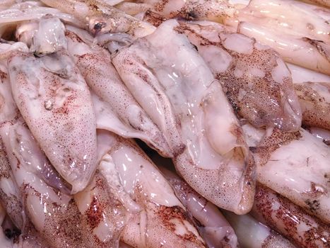 squid