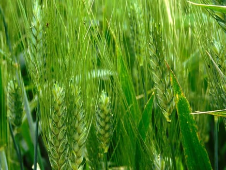 ears of wheat