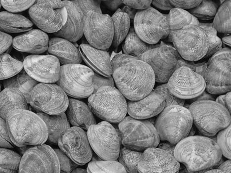 clams