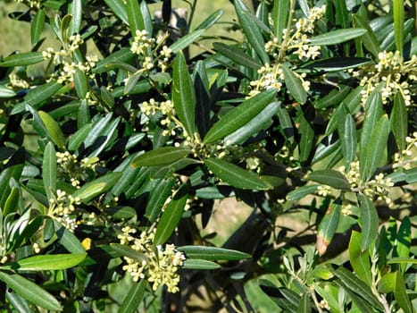 plant