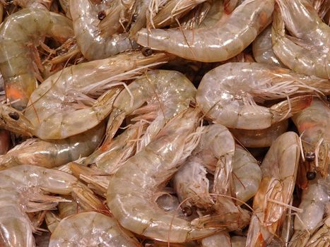 shrimp