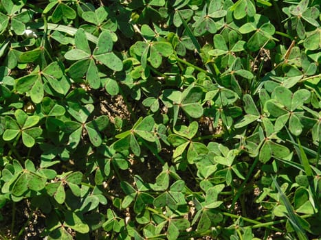 plant