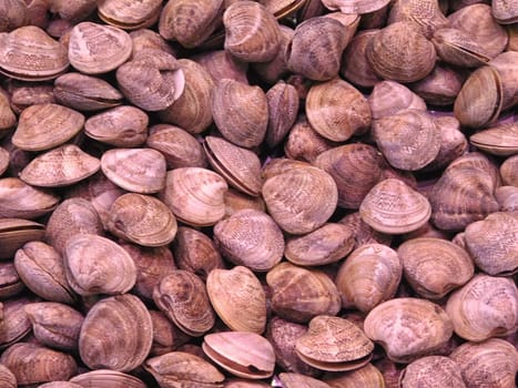 clams