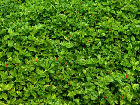 plant