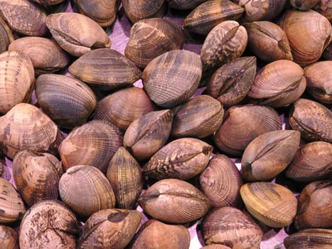 clam texture