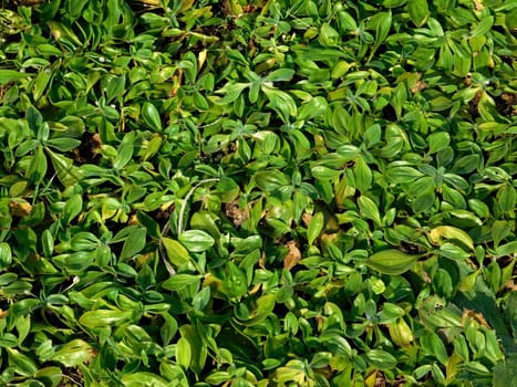 plant