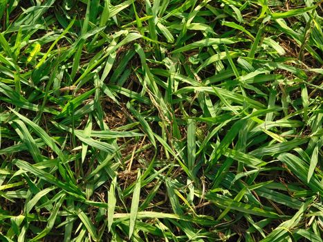 plant