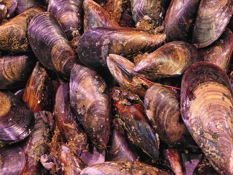 mussels