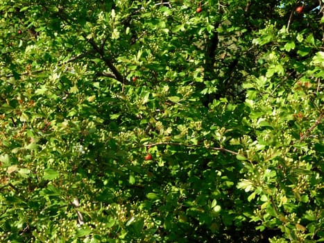 plant