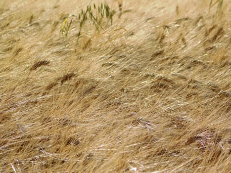 ears of wheat